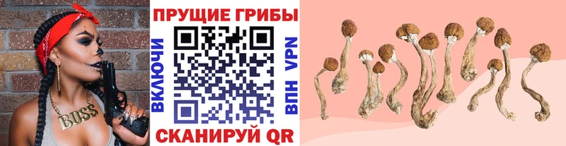 Псилоцибиновые грибы Psilocybe  Наро-Фоминск 